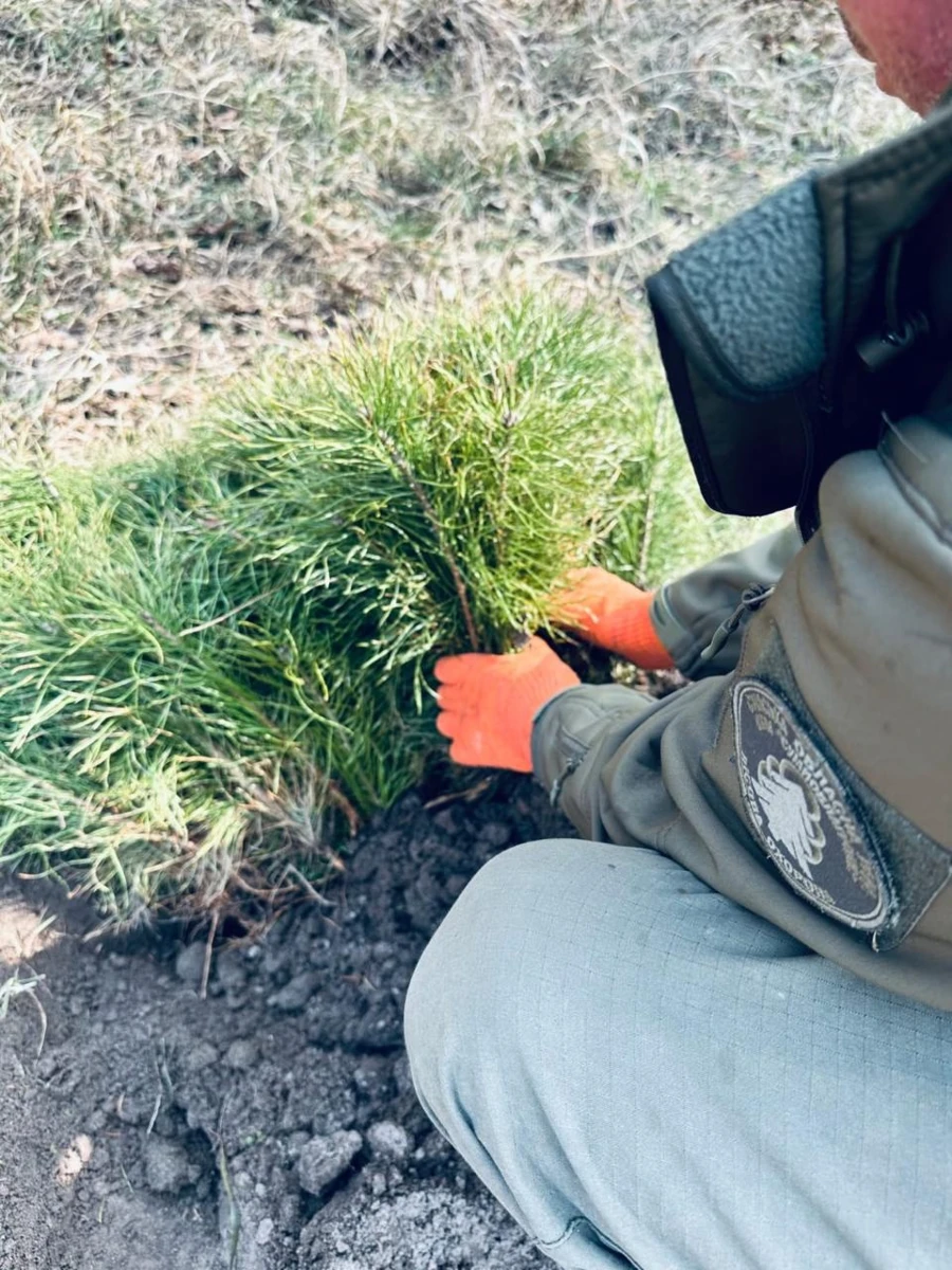 «Сумиоблагроліс»: чому 25 років тому Сумщина обрала власний шлях розвитку лісового господарства
