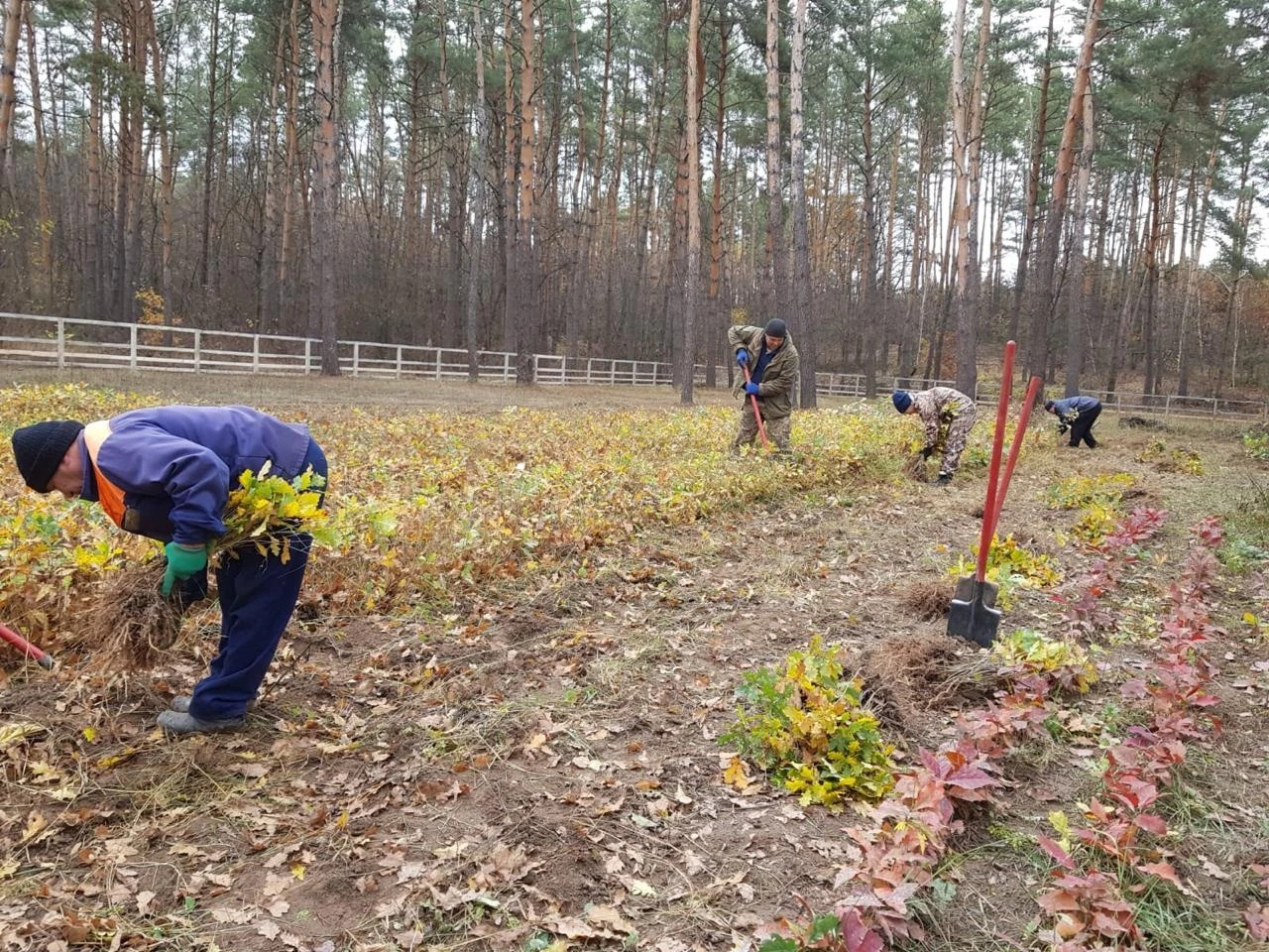 «Сумиоблагроліс»: чому 25 років тому Сумщина обрала власний шлях розвитку лісового господарства