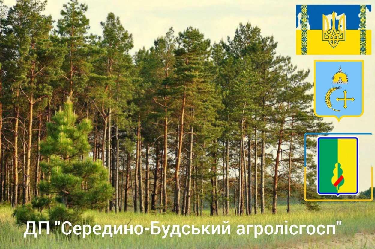 Ліс починається з людей: як агролісгоспи Сумщини працюють і вистоюють на кордоні