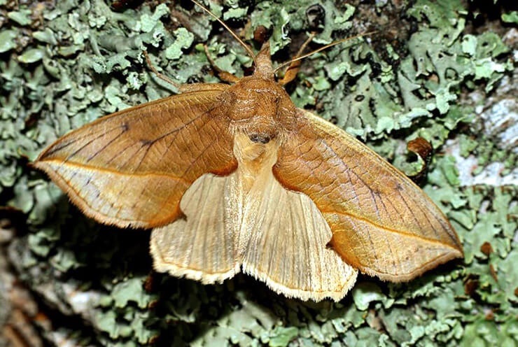 Calyptra eustrigata