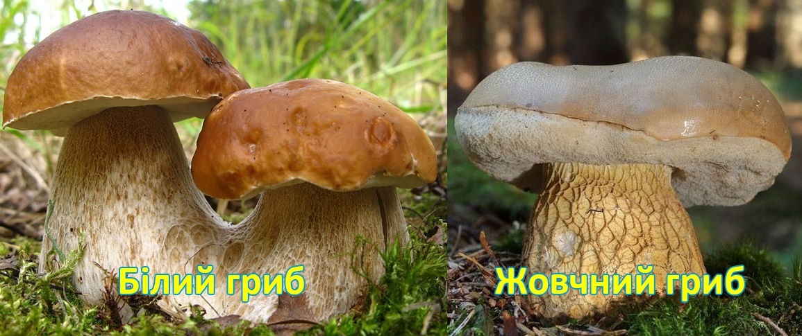 їстівний гриб та отруйний гриб