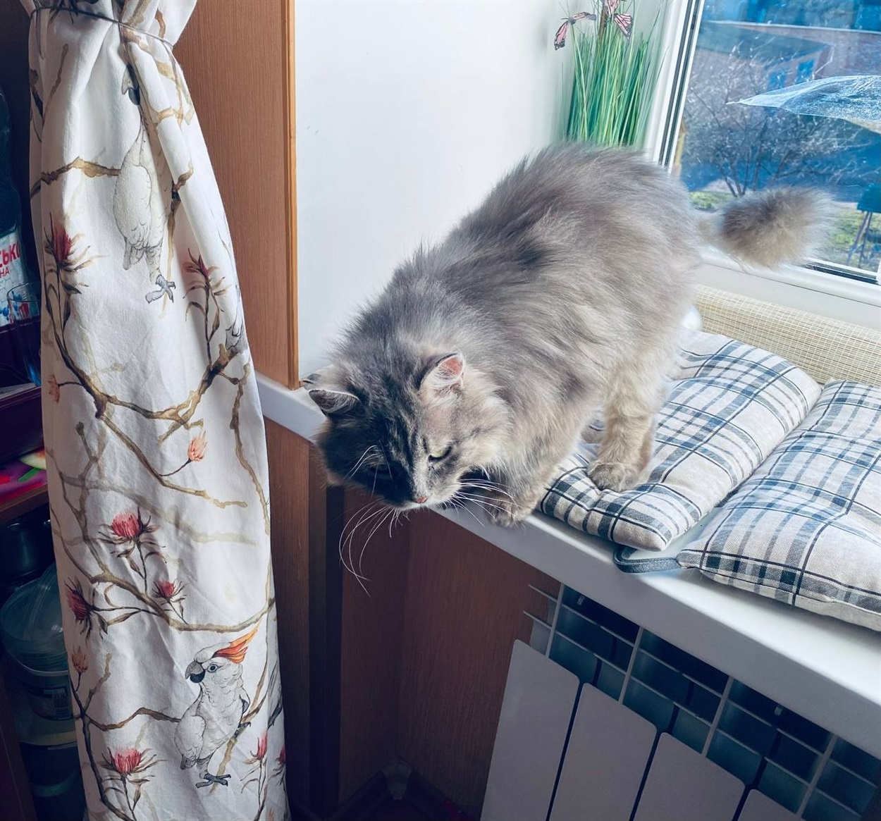 кіт Персик Білопілля, персидський кіт