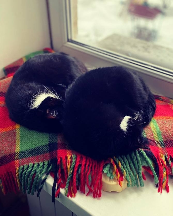 коти Білопілля, Сіма та Сєня