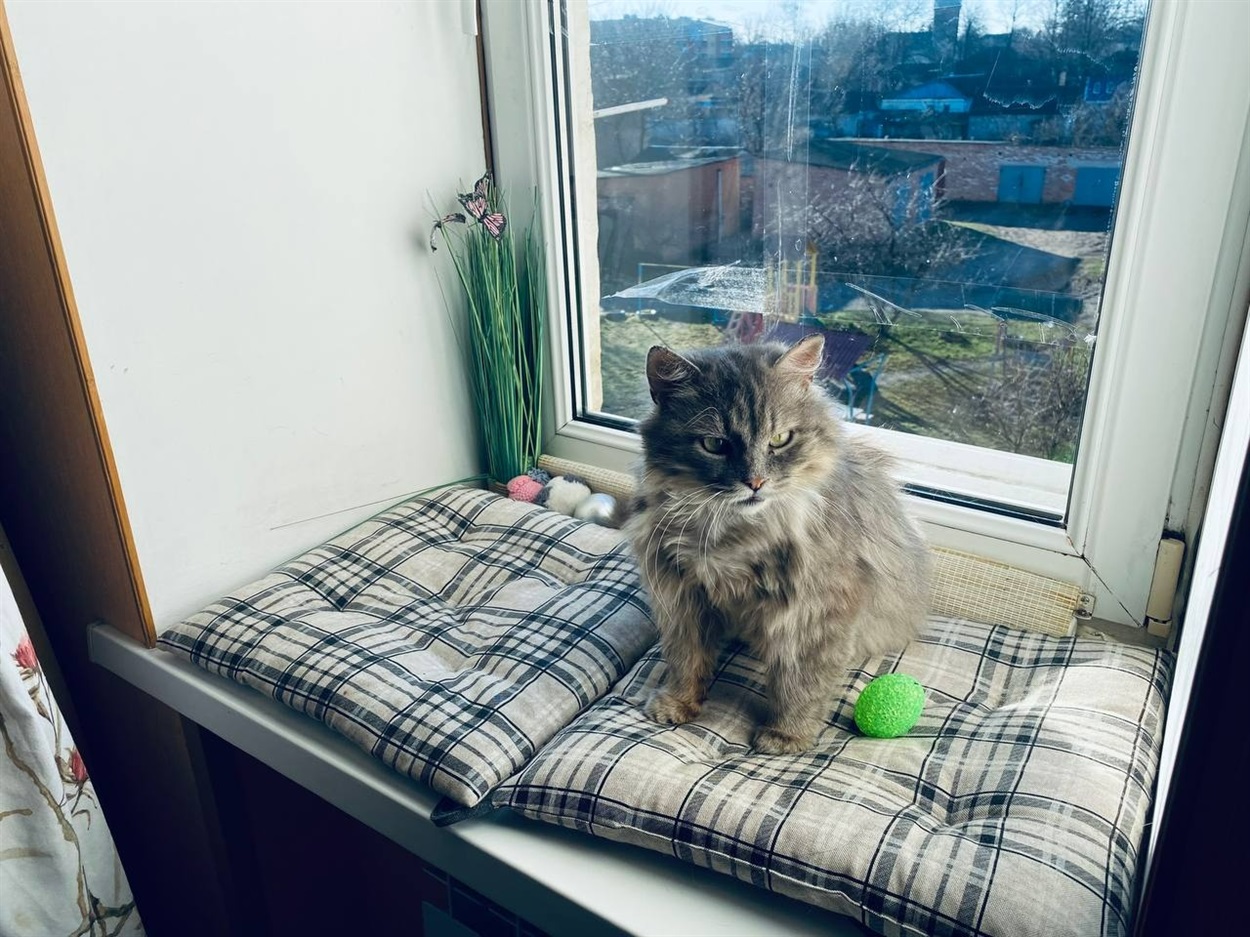 коти Білопілля, кіт Персик, персидський кіт
