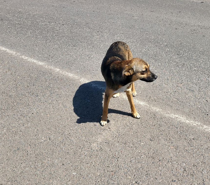 Гільза - одна з трьох собак, які живуть на блокпосту