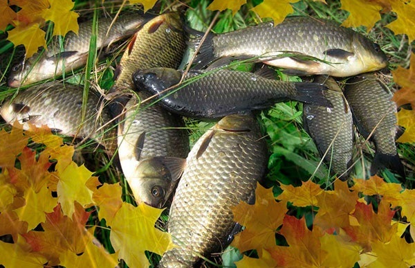 риболовля, як рибалити восени