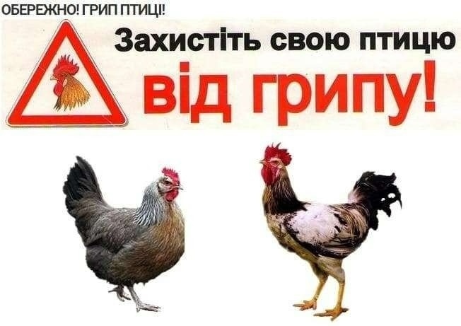 високопатогенний грип птиці