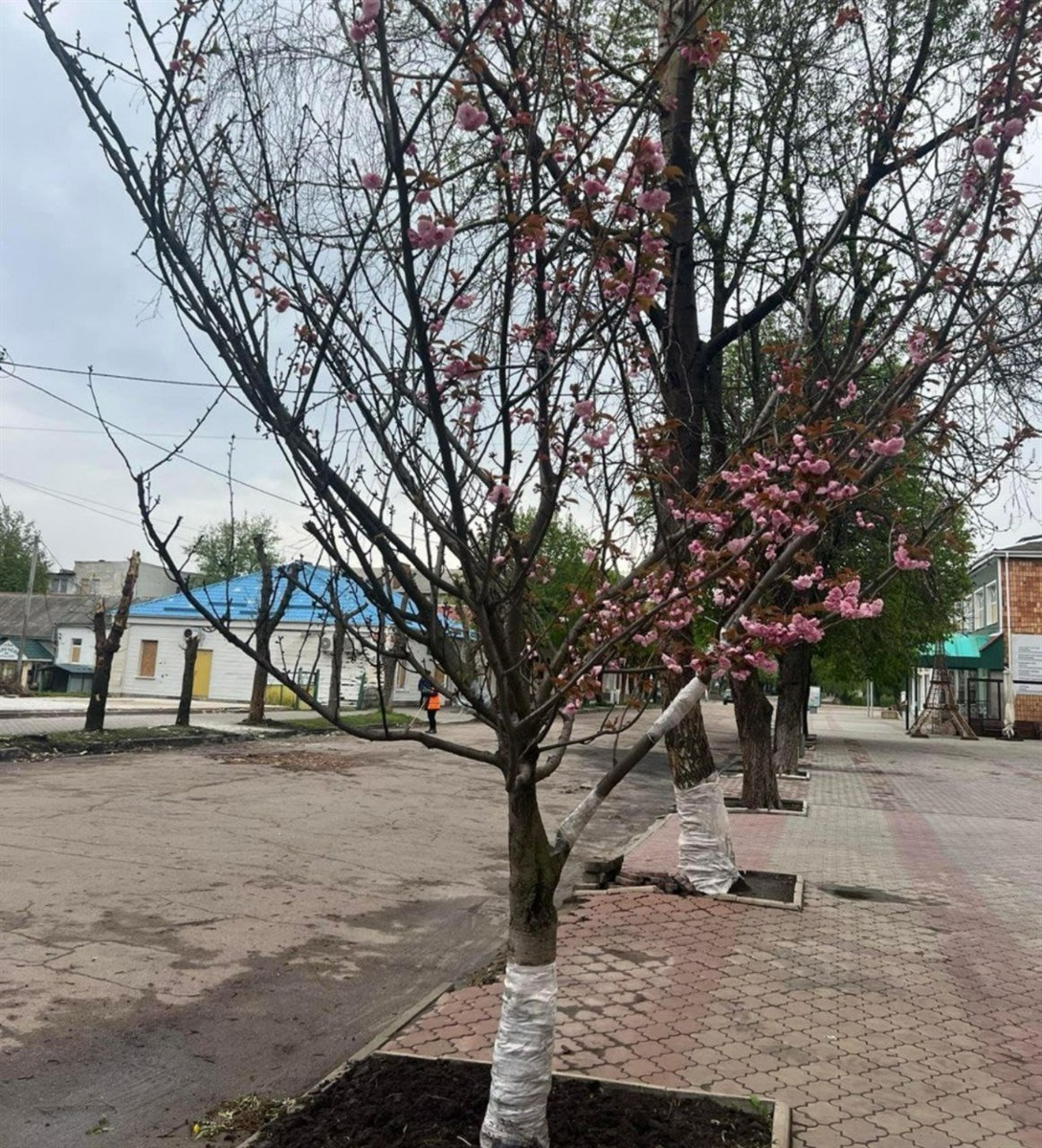 Білопілля, Юрій Зарко, сакура