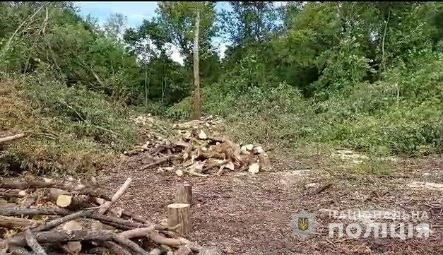 незаконна порубка дерев