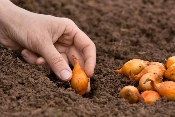 підзимова посадка, цибуля, посівний календар