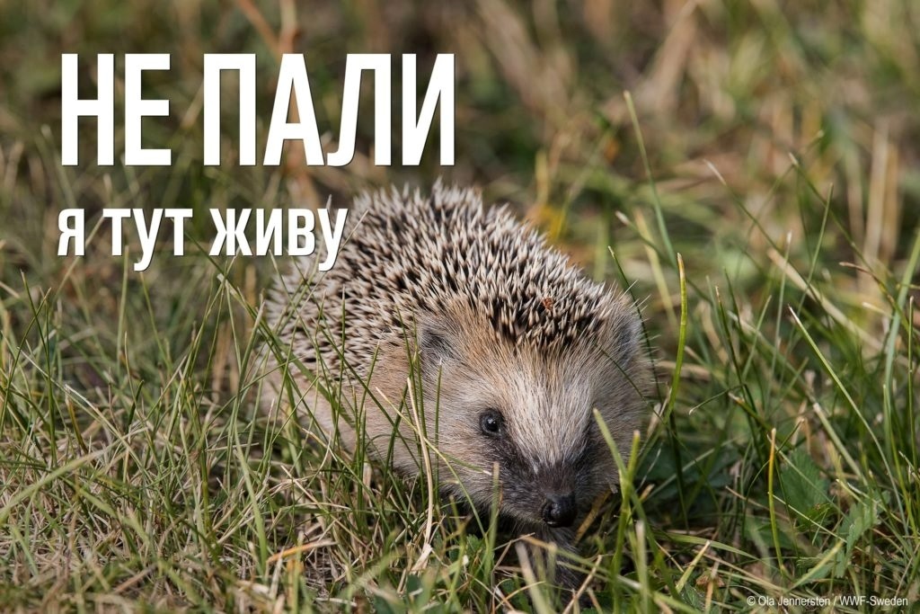 спалювання сухої трави