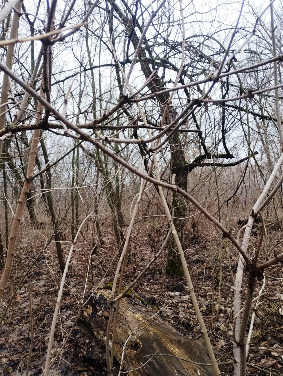 Безсокирне, Річки