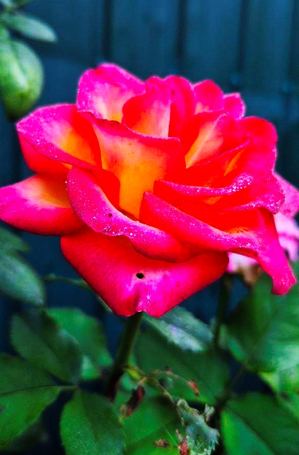 Творчість, що рятує душу: Алла Кальченко з Ворожби створює красу власними руками