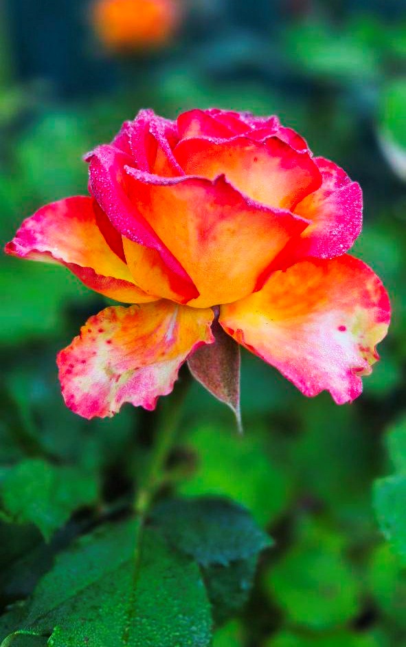 Творчість, що рятує душу: Алла Кальченко з Ворожби створює красу власними руками