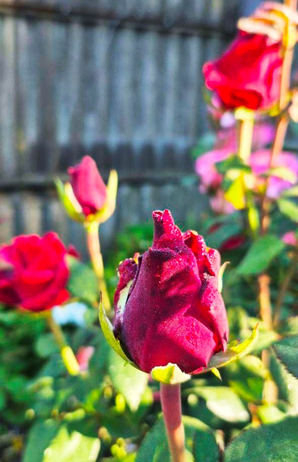 Творчість, що рятує душу: Алла Кальченко з Ворожби створює красу власними руками