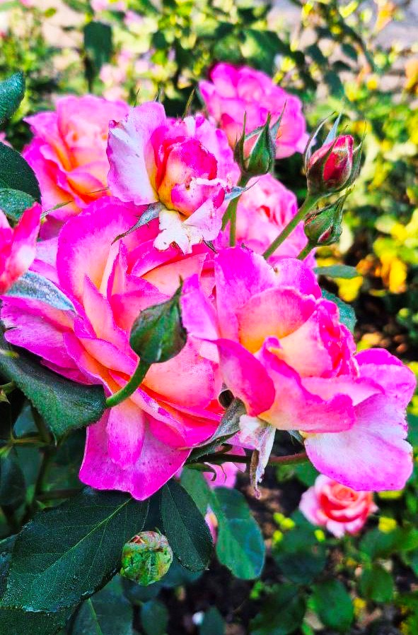 Творчість, що рятує душу: Алла Кальченко з Ворожби створює красу власними руками