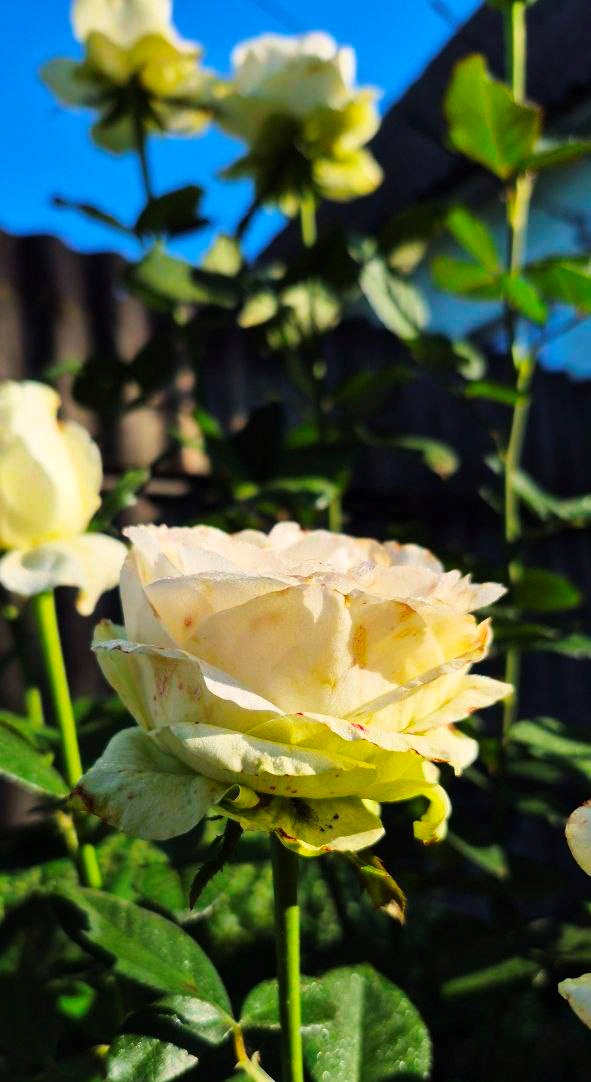 Творчість, що рятує душу: Алла Кальченко з Ворожби створює красу власними руками