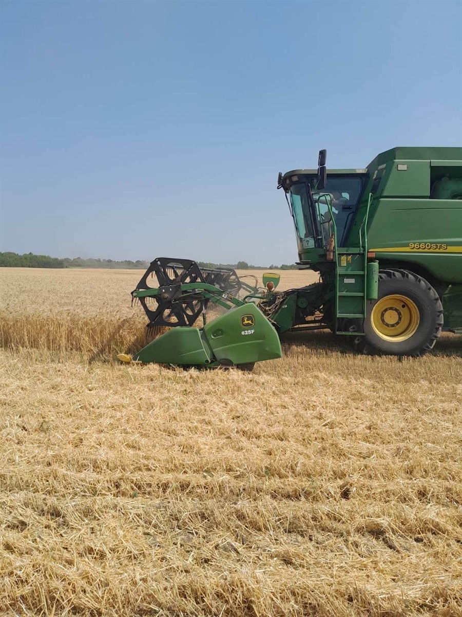 Жнива під загрозою: хліб Білопільщини збирають попри війну