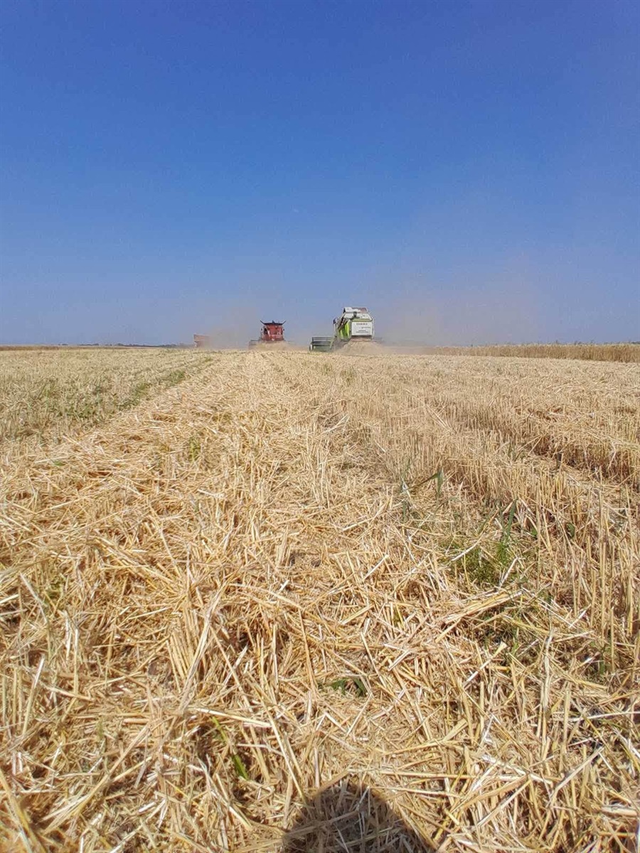 Жнива під загрозою: хліб Білопільщини збирають попри війну