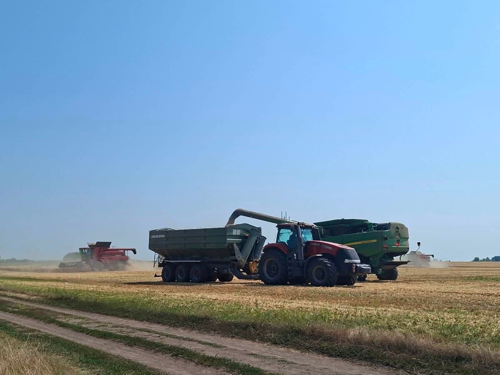 Жнива під загрозою: хліб Білопільщини збирають попри війну